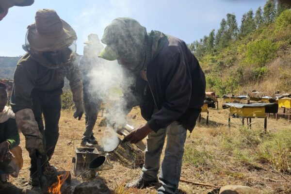 In picture: Gerbregergis, 51, (on the left, preparing the bee smoker)

“Living here has become very difficult as we do not have enough food in our village,” says Tsega, 55, while holding on to an empty basket. She lives in a small village of around 1.200 people in the middle of a mountain range in Northern Tigray. “And the situation is only getting worse,” Tsega adds. Overall, according to the World Food Programme, 15.8 million people in Ethiopia need food assistance in 2024 due to the drought, economic situation, and conflict. With Tigray being heavily impacted. “We did not have enough food for the last four years now. We are just trying to survive until the next day, hoping not to starve,” says Tsega.

The 55-year-old is part of a bee cooperative supported by CARE and a partner organization in the SELAM project. The twenty group members come together to take care of bee colonies to produce enough honey to sell on the market and with this generate income for their families. CARE supported the cooperative with 120.000 bees, 40 beehives, and 26kg of wax. “Compared to other farmers in our community, we are very lucky because at least we have the bees,” says Tsega who starts preparing a small fire on the floor. She puts some wood and coals in the middle and one of the group members waves her basket to create more smoke. She then adds more wood to the bee smoker, which is used to calm the bees. The bee cooperative was founded several years ago. “All my hope was with the bees. I do not have land or any other source of income. But with the money we got from selling the honey twice a year, I had a good life. I even bought schoolbooks, pens, shoes, and food for my children,” describes Gebregergis, 51, father of eight who is also a member of the cooperative. Then came the conflict. The beehives burned down, the bees died, and the cooperative collapsed.

“We cannot describe with words the suffering during the conflict. When we heard gunfire we ran away and left everything behind. We hid in caves during the day to survive. We left early in the morning and during the night we came back and tried to find food,” describes Gerbregergis. Many of his and Tsega’s neighbors died. “We are farmers, what do we know of fighting? Up that hill one of our cows was killed by an air strike,” he continues, lowering the ready bee smoker to the ground with a heavy sigh. “We cannot call it life. Six of our neighbors were injured during the conflict. They still cannot walk and will never be able to again,” Tsega adds. Walking is crucial in this area which is located in a steep mountain range and can only be reached by foot and by walking for half an hour downhill through rock formations and wild nature. The villagers walk everywhere. They walk to find food. They walk two hours to the next market to sell their livestock. They walk to find water and grazing areas for their animals. Young and old walk and climb through rocky terrain with children on their backs, a jerrican in one hand and a basket with bread in the other, herding cows in front of them. “If you cannot walk here, you die,” says Tsega and hands Gerbregergis some protective gear: a hat with a face net, some gloves, and sleeves.

“We live in a very bad situation. We are starving because there is not enough food. First, there was the conflict, now we have the drought and no harvest. Even the bees are weak because there are fewer flowers and no water for them to drink. They must go very far to places with irrigation. They often do not have enough strength to come back,” says Gerbregergis, walking over to one of the beehives with his knife.
“During the conflict, we had no hope, but with the new bees and hives hope has returned. The bees or our chance to survive. I have seven children, my oldest is in grade eight. She often goes to school without a pen or breakfast. I hope the bees will change that,” says Tsega.