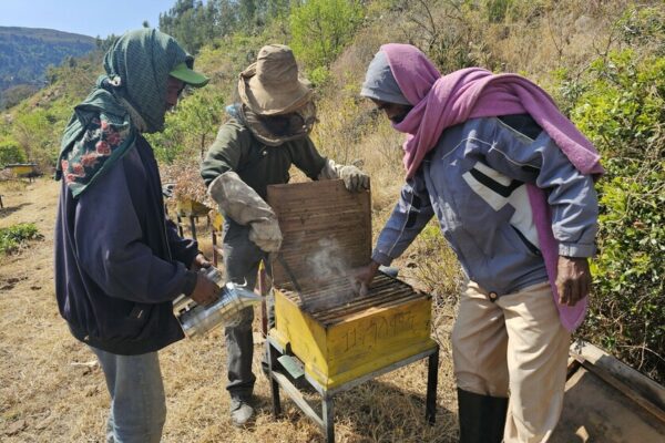 In picture: In picture: Gerbregergis, 51, (in the middle with the protective mask hat and gloves opening the bee hive together with two members of the bee cooperative

“Living here has become very difficult as we do not have enough food in our village,” says Tsega, 55, while holding on to an empty basket. She lives in a small village of around 1.200 people in the middle of a mountain range in Northern Tigray. “And the situation is only getting worse,” Tsega adds. Overall, according to the World Food Programme, 15.8 million people in Ethiopia need food assistance in 2024 due to the drought, economic situation, and conflict. With Tigray being heavily impacted. “We did not have enough food for the last four years now. We are just trying to survive until the next day, hoping not to starve,” says Tsega.

The 55-year-old is part of a bee cooperative supported by CARE and a partner organization in the SELAM project. The twenty group members come together to take care of bee colonies to produce enough honey to sell on the market and with this generate income for their families. CARE supported the cooperative with 120.000 bees, 40 beehives, and 26kg of wax. “Compared to other farmers in our community, we are very lucky because at least we have the bees,” says Tsega who starts preparing a small fire on the floor. She puts some wood and coals in the middle and one of the group members waves her basket to create more smoke. She then adds more wood to the bee smoker, which is used to calm the bees. The bee cooperative was founded several years ago. “All my hope was with the bees. I do not have land or any other source of income. But with the money we got from selling the honey twice a year, I had a good life. I even bought schoolbooks, pens, shoes, and food for my children,” describes Gebregergis, 51, father of eight who is also a member of the cooperative. Then came the conflict. The beehives burned down, the bees died, and the cooperative collapsed.

“We cannot describe with words the suffering during the conflict. When we heard gunfire we ran away and left everything behind. We hid in caves during the day to survive. We left early in the morning and during the night we came back and tried to find food,” describes Gerbregergis. Many of his and Tsega’s neighbors died. “We are farmers, what do we know of fighting? Up that hill one of our cows was killed by an air strike,” he continues, lowering the ready bee smoker to the ground with a heavy sigh. “We cannot call it life. Six of our neighbors were injured during the conflict. They still cannot walk and will never be able to again,” Tsega adds. Walking is crucial in this area which is located in a steep mountain range and can only be reached by foot and by walking for half an hour downhill through rock formations and wild nature. The villagers walk everywhere. They walk to find food. They walk two hours to the next market to sell their livestock. They walk to find water and grazing areas for their animals. Young and old walk and climb through rocky terrain with children on their backs, a jerrican in one hand and a basket with bread in the other, herding cows in front of them. “If you cannot walk here, you die,” says Tsega and hands Gerbregergis some protective gear: a hat with a face net, some gloves, and sleeves.

“We live in a very bad situation. We are starving because there is not enough food. First, there was the conflict, now we have the drought and no harvest. Even the bees are weak because there are fewer flowers and no water for them to drink. They must go very far to places with irrigation. They often do not have enough strength to come back,” says Gerbregergis, walking over to one of the beehives with his knife.
“During the conflict, we had no hope, but with the new bees and hives hope has returned. The bees or our chance to survive. I have seven children, my oldest is in grade eight. She often goes to school without a pen or breakfast. I hope the bees will change that,” says Tsega.