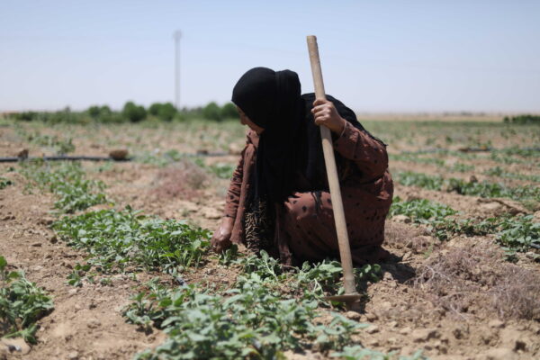 Kamla, a mother and wife living in northeast Syria, works as a farmer and occasionally as a daily wage labourer.

 

Kamla received assistance from CARE under a grant from the UK’s Foreign, Commonwealth and Development Office (FCDO) for building resilience in Syria. This included technical training, 500 kilograms of wheat seeds, fertilizers, the opportunity to participate in a ‘cash-for-work’ activity, cash assistance for purchasing and in