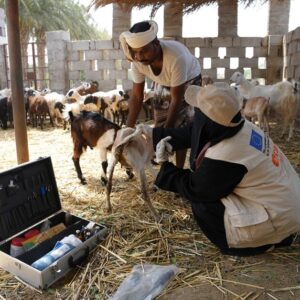 CARE balík pomoci pro zdraví hospodářských zvířat